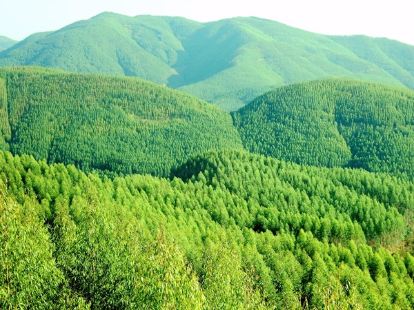 绿色之笔绘就毛南山乡新画卷