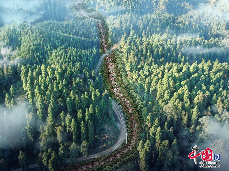 国网眉山供电公司“绿光森林”共享计划 构建电网互惠型生态圈(图2) 国网眉山供电公司“绿光森林”共享计划 构建电网互惠型生态圈(图2)