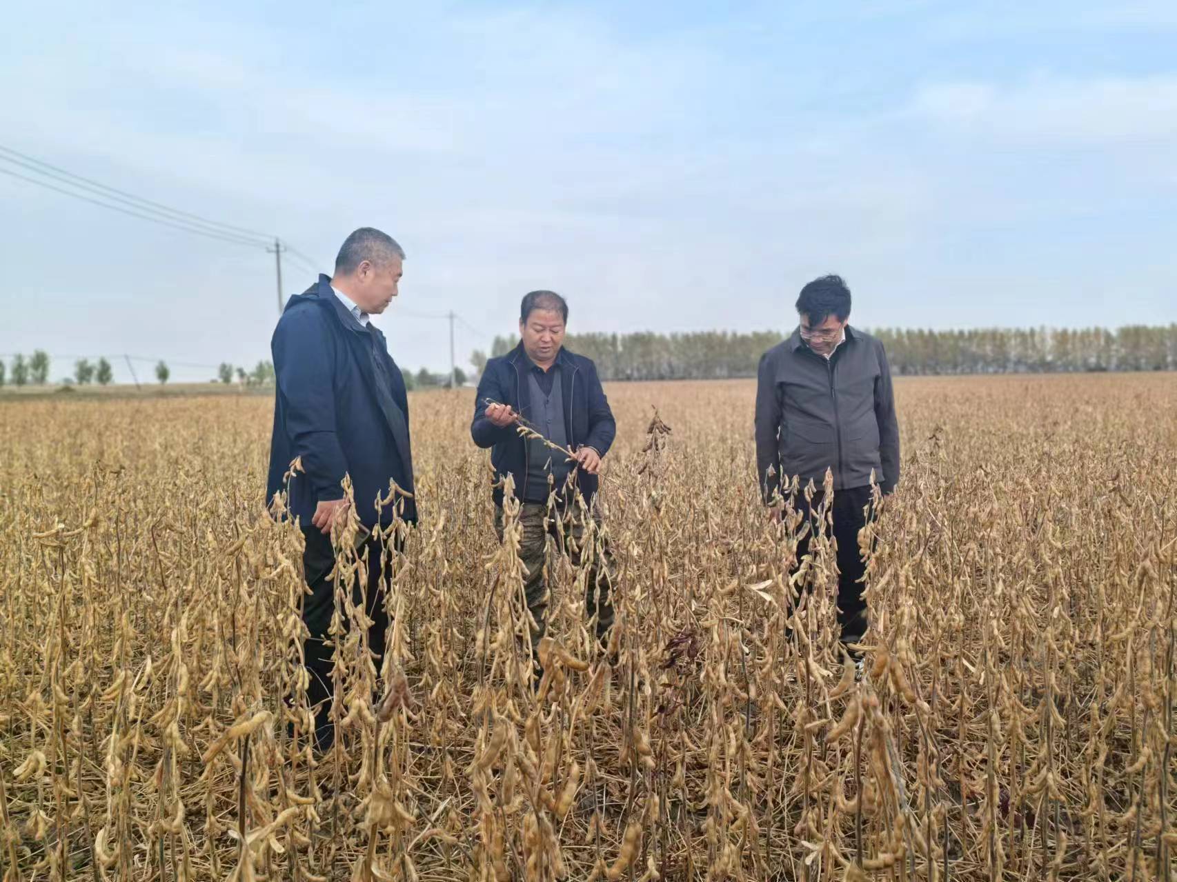 佳木斯大豆大面积单产提升示范田测产成绩喜人
